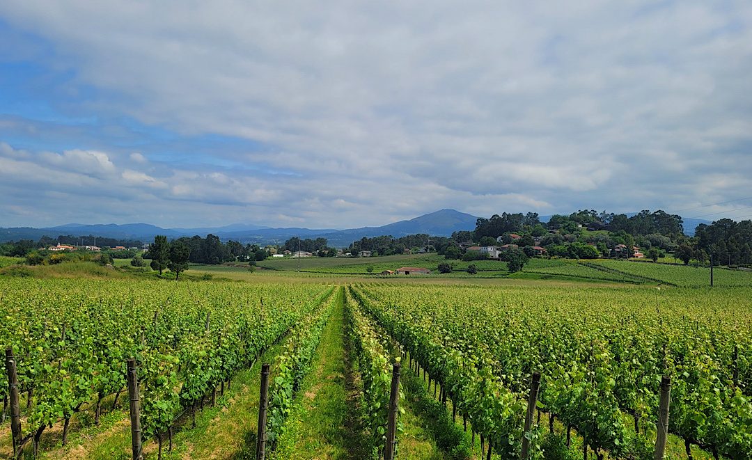Rías Baixas + Monção & Melgaço: O Território do Alvarinho