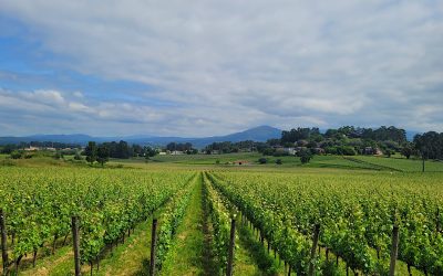 Rías Baixas + Monção & Melgaço: O Território do Alvarinho
